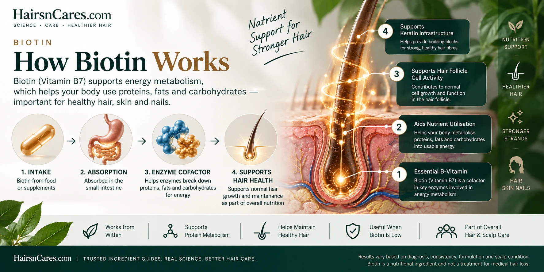 How Biotin Works for Hair — Vitamin B7 Mechanism Explained How Biotin works on hair and scalp, illustrated with Vitamin B7 absorption, enzyme cofactor activity, nutrient metabolism and hair-health support.