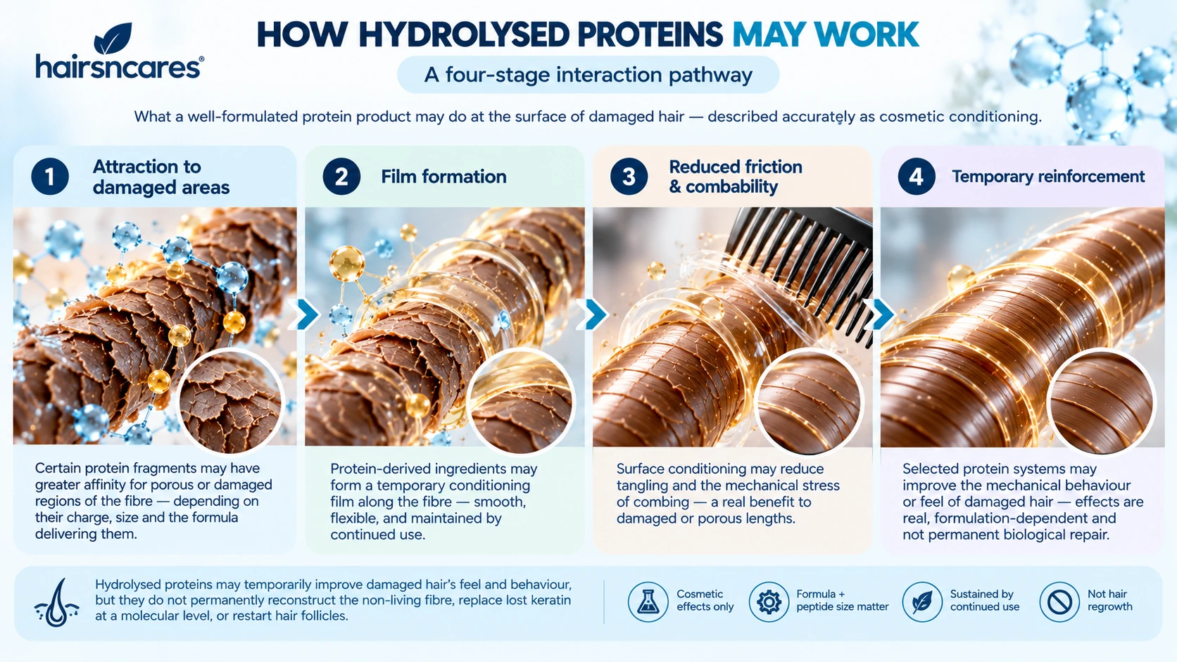 How Hydrolysed Proteins Work on Damaged Hair – Four-Stage Conditioning Pathway How hydrolysed proteins may work on damaged hair through attraction to porous areas film formation reduced friction and temporary reinforcement