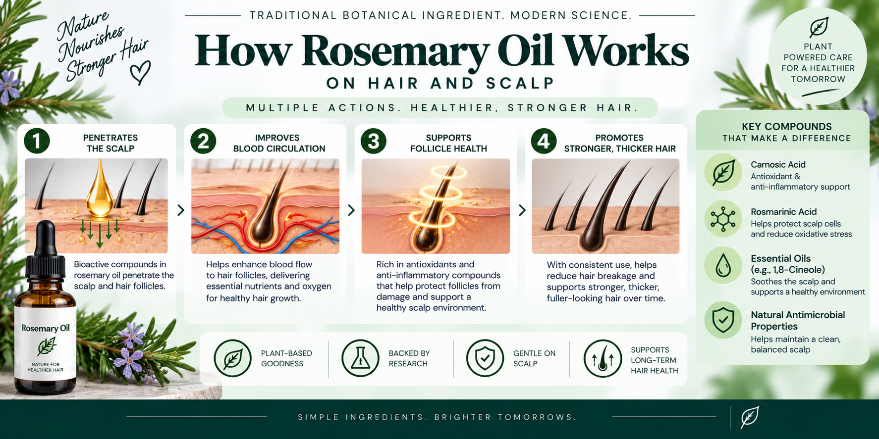 How Rosemary Oil works on hair and scalp, illustrated with rosemary extracts, scalp care, and hair-follicle visuals.