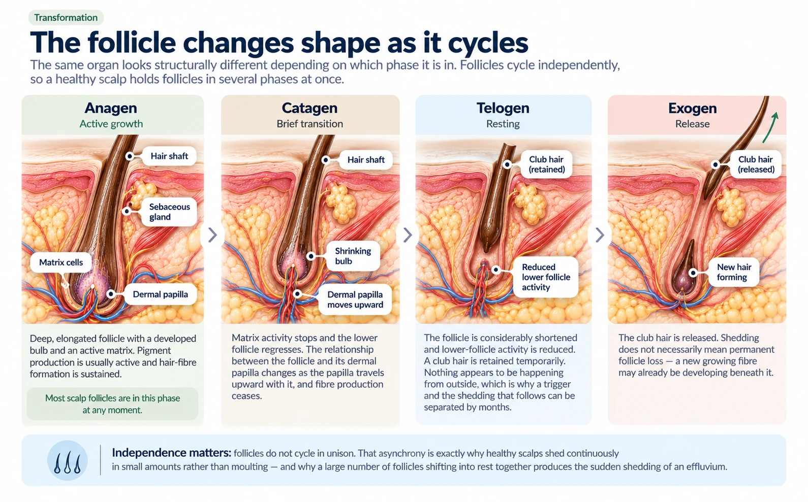 Hair follicle diagrams comparing its structure during anagen, catagen and telogen.