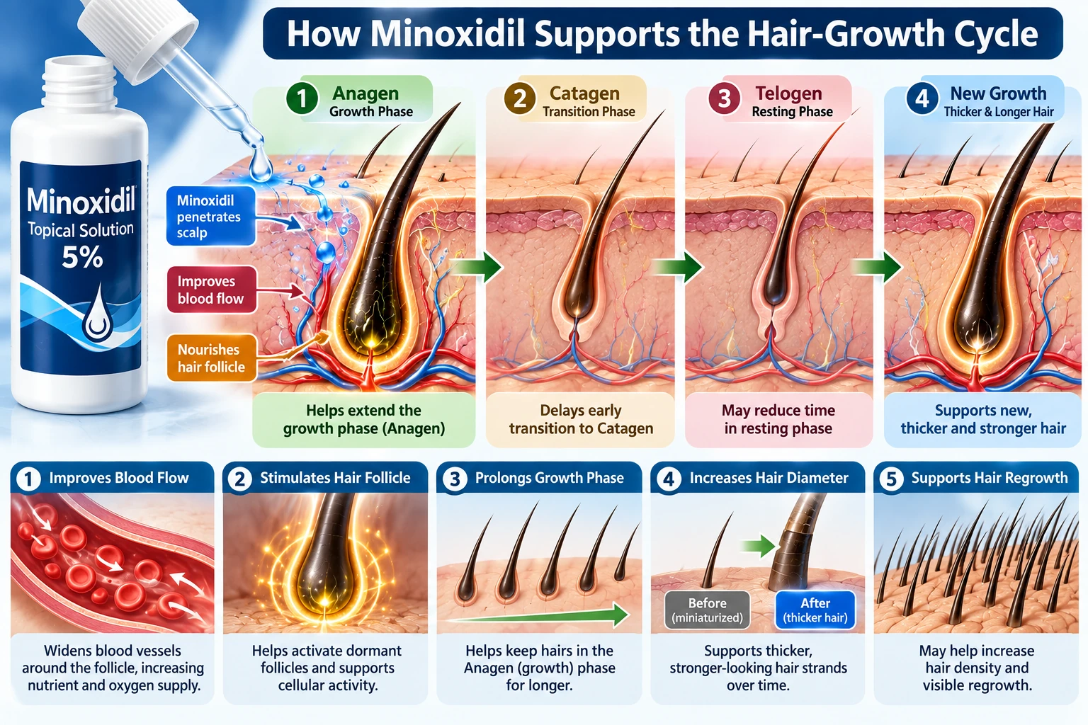 Minoxidil's role in supporting the hair-growth cycle, illustrated for patient education