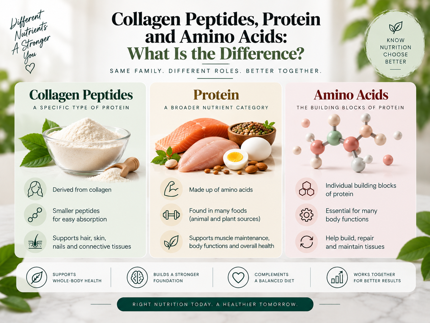 Collagen Peptides vs Protein vs Amino Acids: What Is the Difference? Comparison of collagen peptides, protein, and amino acids and their different roles in nutrition and overall health.
